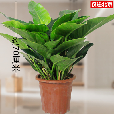 塑料盆
