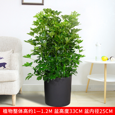 黑圆柱瓷盆1.1米左右