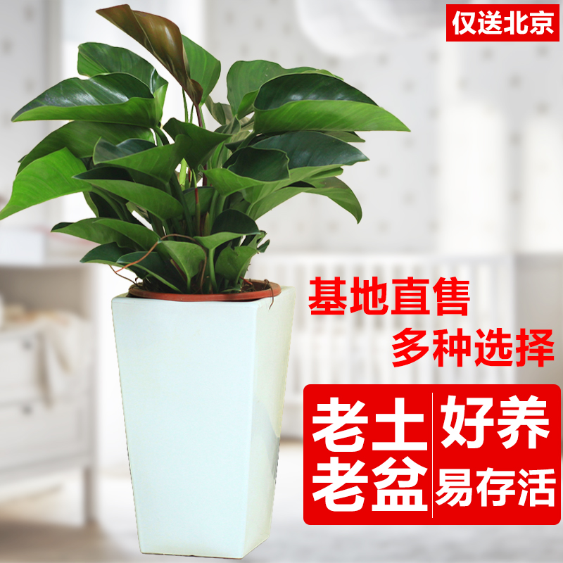白方瓷盆