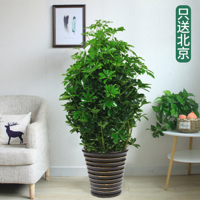 黑色瓷盆1.4米左右