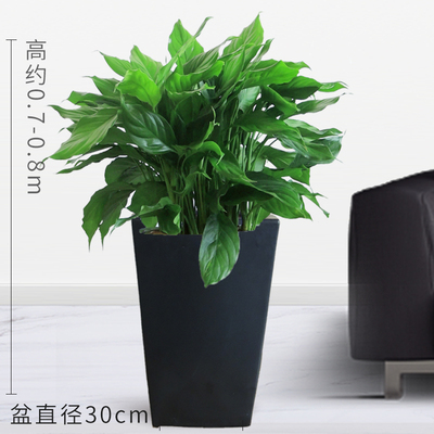 黑四方瓷盆0.7米左右