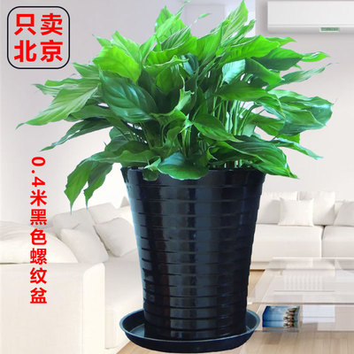 黑色瓷盆0.4米左右