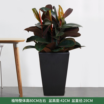 黑方瓷盆