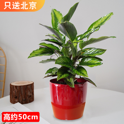 仿瓷红色盆