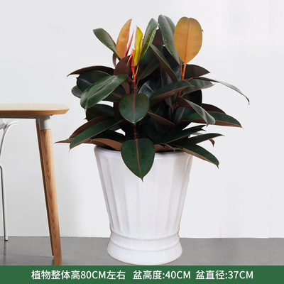 白色奖杯盆