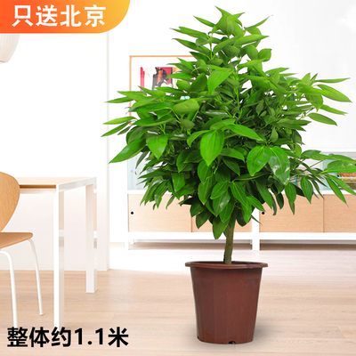 塑料盆