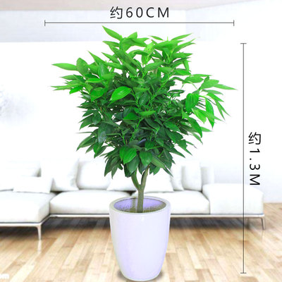 白色炮弹盆