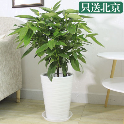白色瓷盆