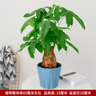 浅蓝多边盆