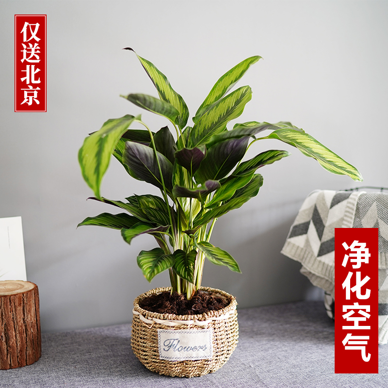草编框