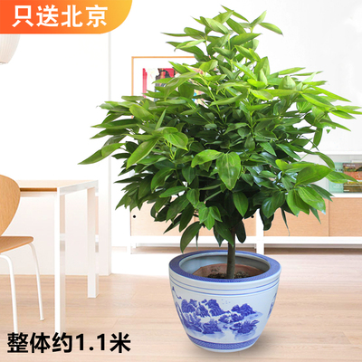青花缸
