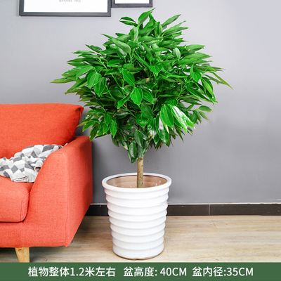 白螺纹盆