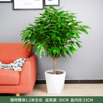 白色菱形盆