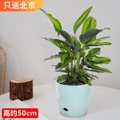 仿瓷天蓝色盆