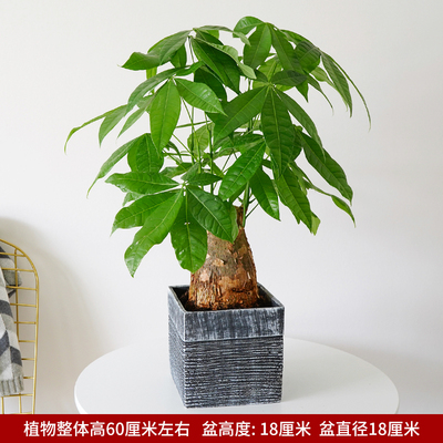 黑色水泥波纹盆