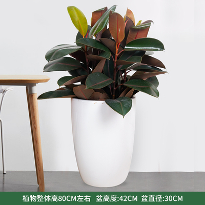 白色炮弹盆