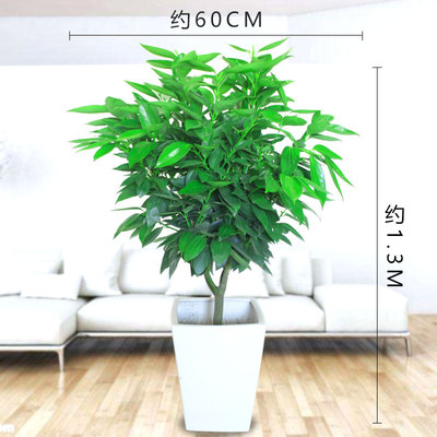 白方瓷盆