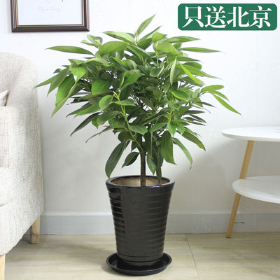 黑色瓷盆