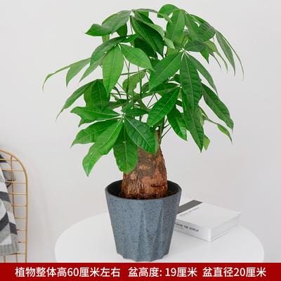 深灰多边盆