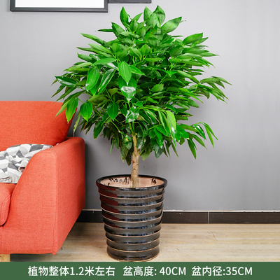 黑螺纹盆
