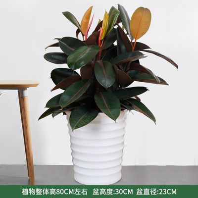 白色螺纹盆