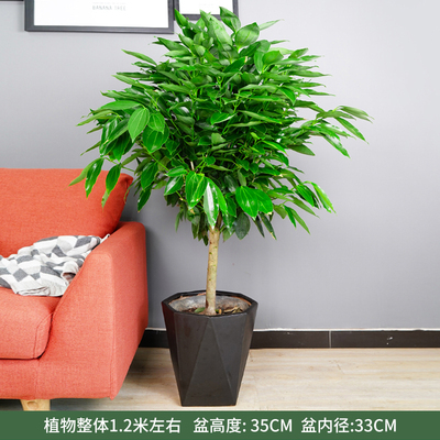 黑色菱形盆