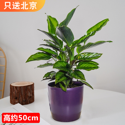 仿瓷紫色盆