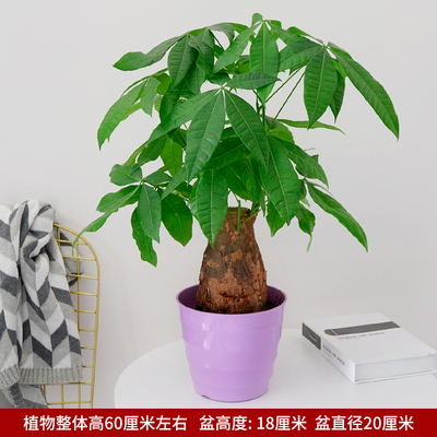 仿瓷螺纹紫色
