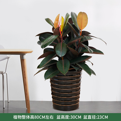 黑色螺纹盆