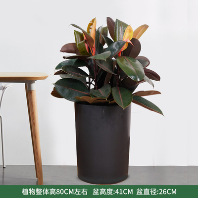 黑色圆柱盆