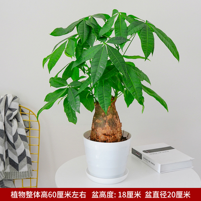 仿瓷螺纹白色