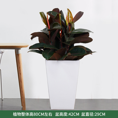 白色方盆