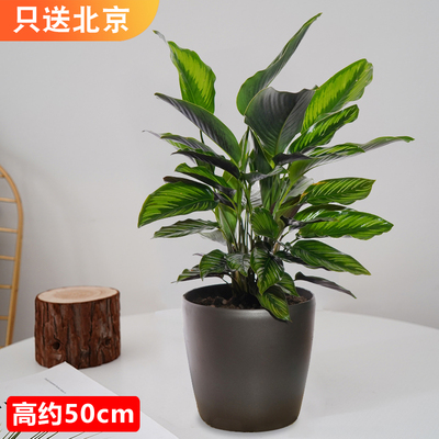 仿瓷黑色盆