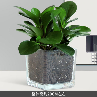 玻璃四方陶粒盆