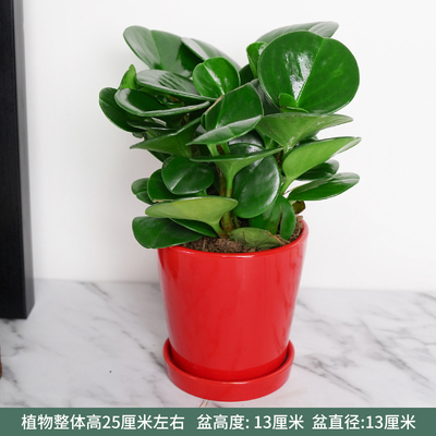红色光面盆
