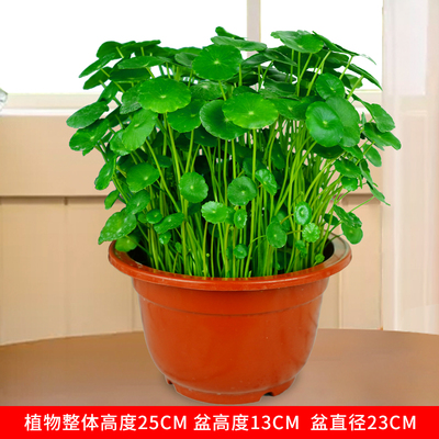 大号230盆塑料盆