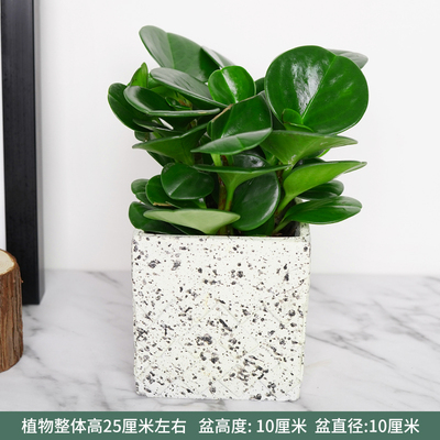 水泥奶黄四方花纹盆