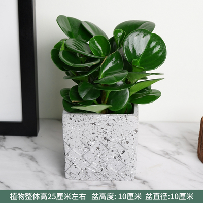 水泥灰色四方花纹盆