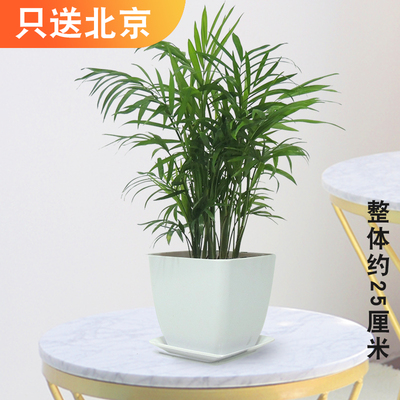 白色仿瓷四方盆