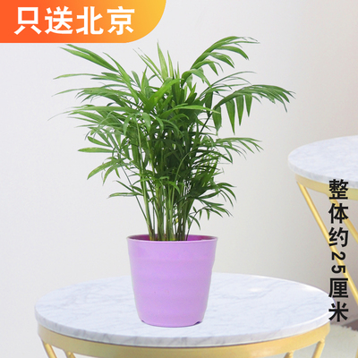 紫色仿瓷螺纹盆
