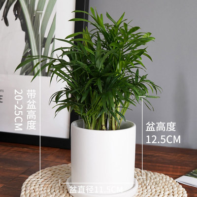 白色笔筒盆