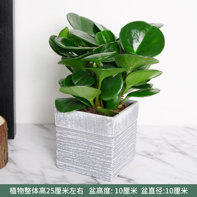 水泥灰色四方波纹盆