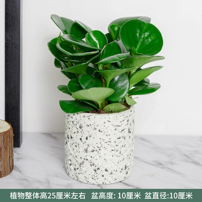 水泥奶黄圆柱花纹盆