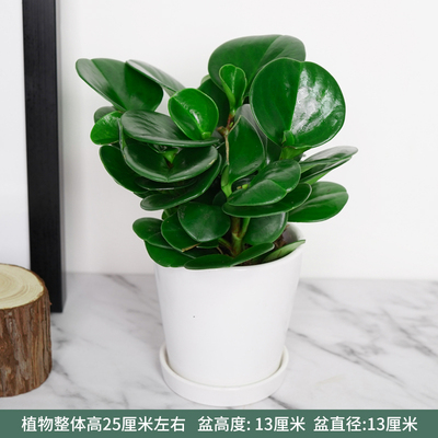 白色光面盆