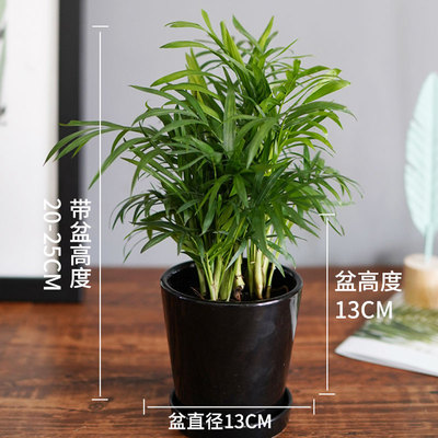 黑色光面盆