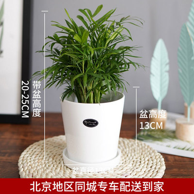 白色光面盆