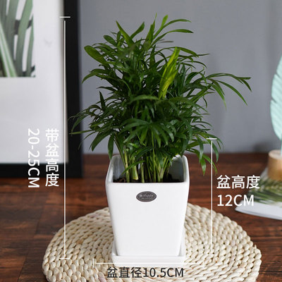 白色四方瓷盆