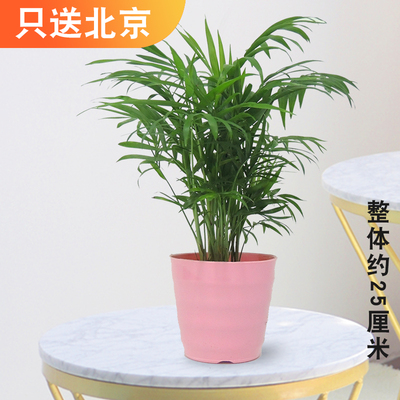 粉色仿瓷螺纹盆