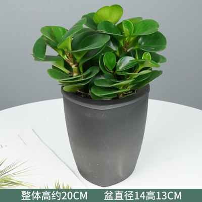 果冻黑三角蓄水盆