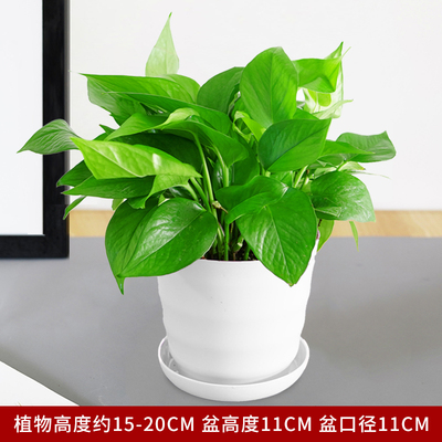 仿瓷螺纹白色